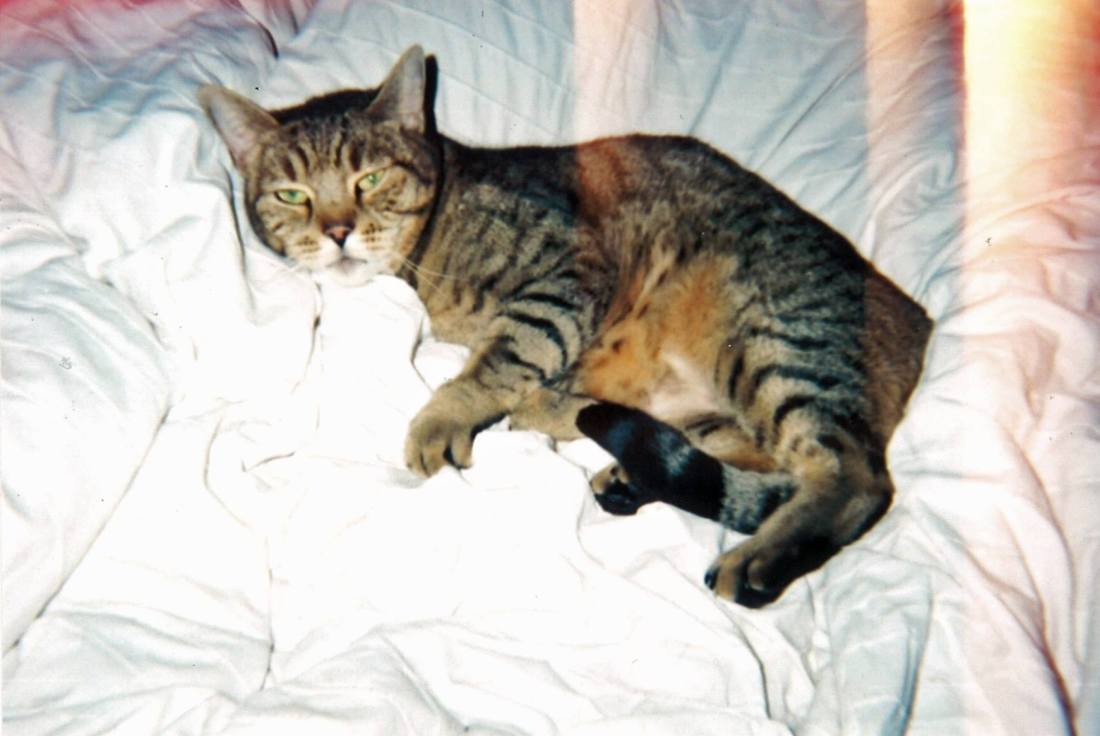 12716318_10208483031177486_6158675944249346481_o